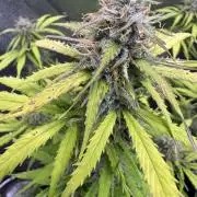 Apple Betty Auto from Herbies Seeds