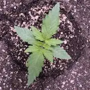 Wild Strawberry F1 Auto Run 2-TasteBudz