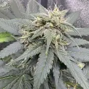 Caramel Auto - FastBuds