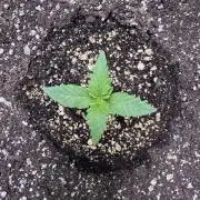 Wild Strawberry F1 Auto Run 2-TasteBudz