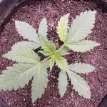Auto Big Demon by Divine Seeds
