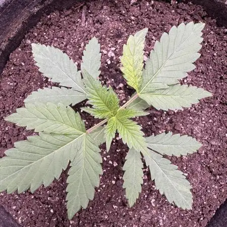 Auto Big Demon by Divine Seeds