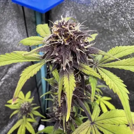 DARK LEMONADE AUTO - Delicious Seeds