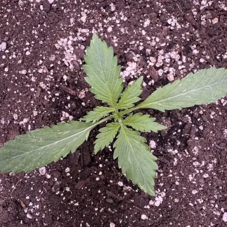 Elephant Berry Auto