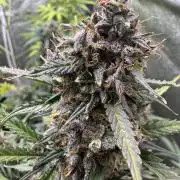 AUTO WHITE WIDOW - Divine Seeds