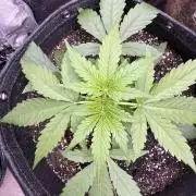 Apple Betty Auto from Herbies Seeds