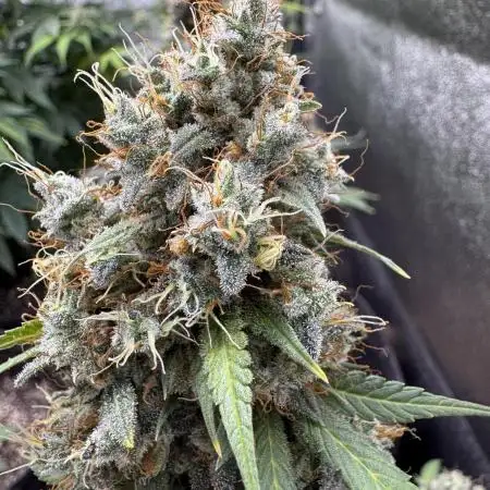 Midnight Moonshine F1 Auto - TasteBudz