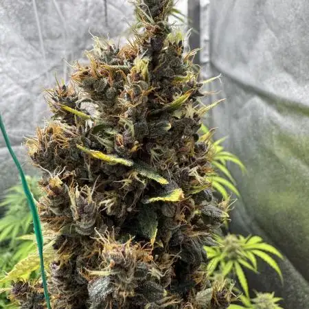 AUTO PURPLE OPIUM - Divine Seeds