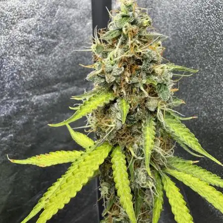 Apple and Blackberry F1 Auto - Tastebudz