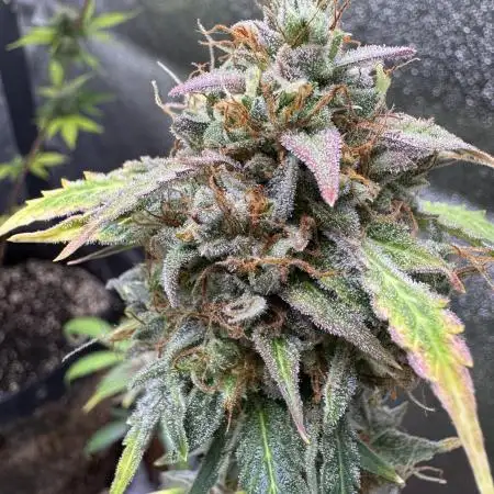 Auto AK Triple Haze - Super Sativa Seed Club