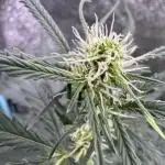 AUTO WHITE WIDOW - Divine Seeds