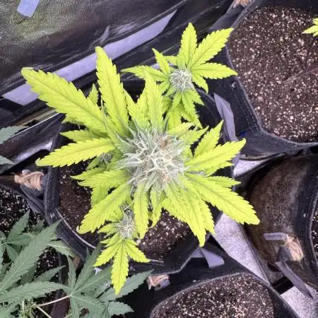 Auto Elephant - Super Sativa Seed Club
