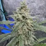 Sour Apple X Strawberry Gorilla Auto Fem