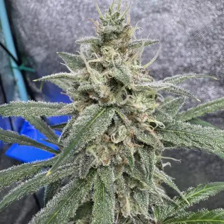 Sour Apple X Strawberry Gorilla Auto Fem