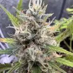 Zkittelz XL Auto - Ganja Farmer Seeds