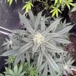 Auto Opium - Divine Seeds