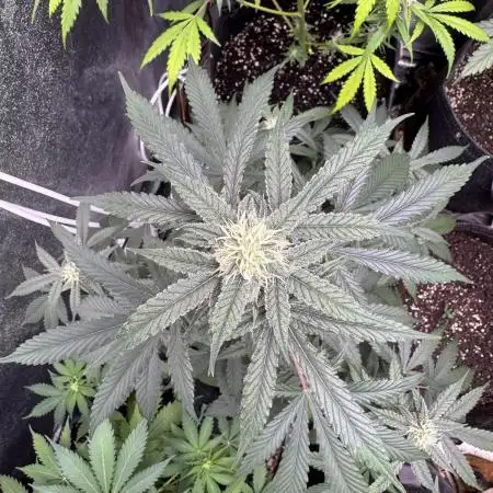 Auto Opium - Divine Seeds