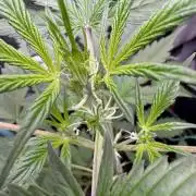 Sticky Broccoli Auto-Zamnesia