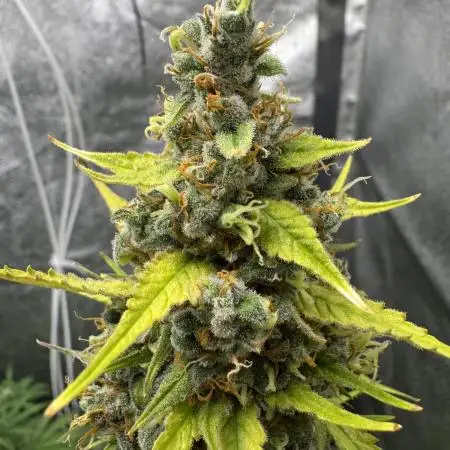 AUTO FRACTAL - Divine Seeds