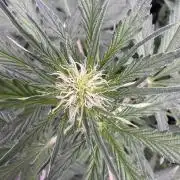 Sour Apple X Strawberry Gorilla Auto