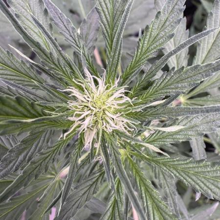 Sour Apple X Strawberry Gorilla Auto