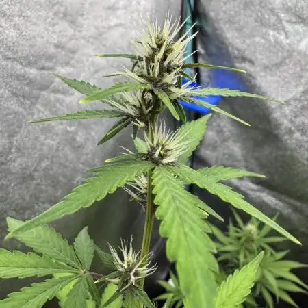 AUTO PURPLE OPIUM - Divine Seeds