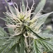 Purple Tangie Auto - Supernatural Seeds