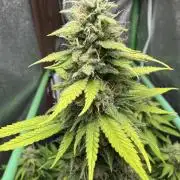 Big Demon by Divine Seeds