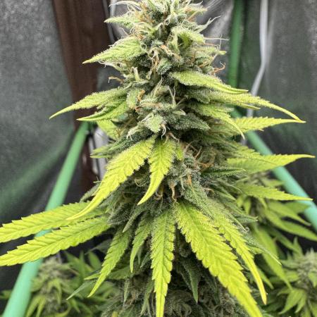 Big Demon by Divine Seeds