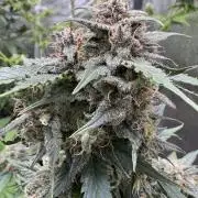 Caramel Auto - Ganja Farmer Seeds