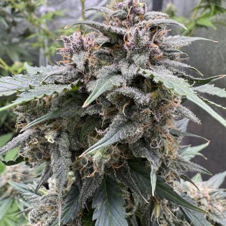 Caramel Auto - Ganja Farmer Seeds
