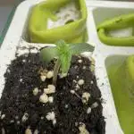 Apple Betty Auto from Herbies Seeds