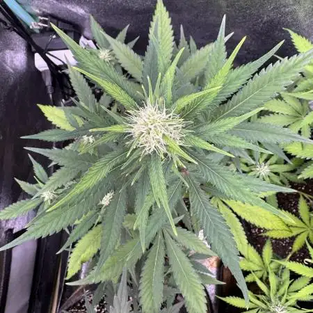 Zkittelz XL Auto - Ganja Farmer Seeds