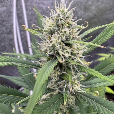 Zkittelz XL Auto - Ganja Farmer Seeds
