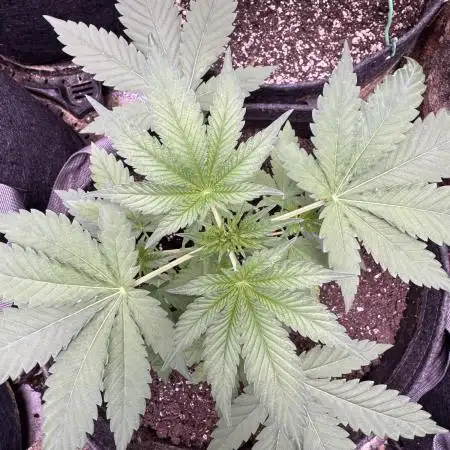 Auto Big Demon by Divine Seeds