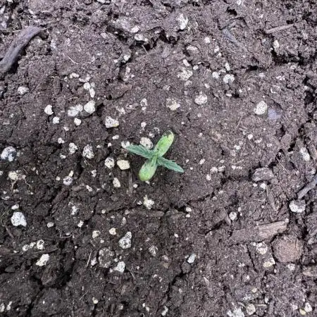 Wurlz F1 Autoflower - Zamnesia Seeds