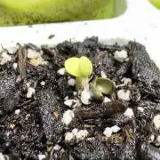 Wild Strawberry F1 Auto Run 2-TasteBudz