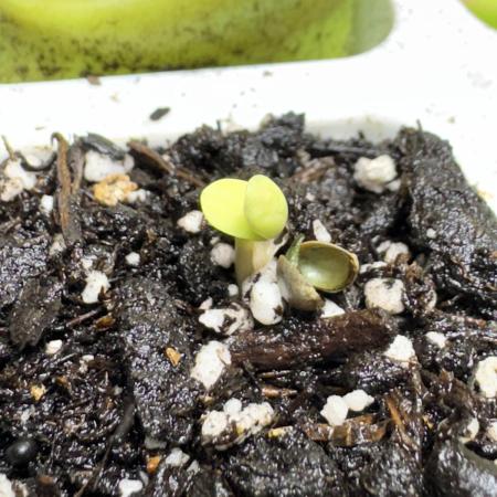 Wild Strawberry F1 Auto Run 2-TasteBudz