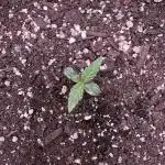 Elephant Berry Auto
