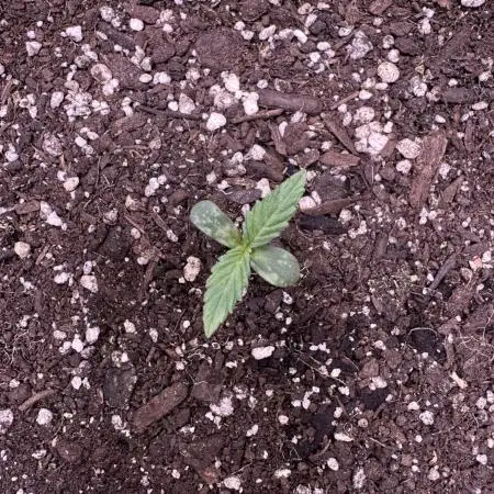 Elephant Berry Auto