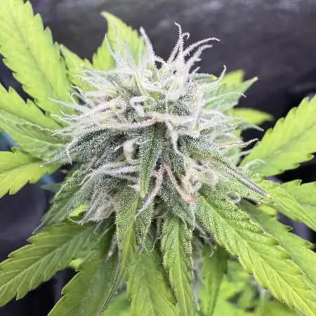 Auto Elephant - Super Sativa Seed Club