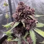 DARK LEMONADE AUTO - Delicious Seeds