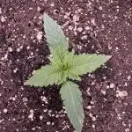Zkittelz XL Auto - Ganja Farmer Seeds