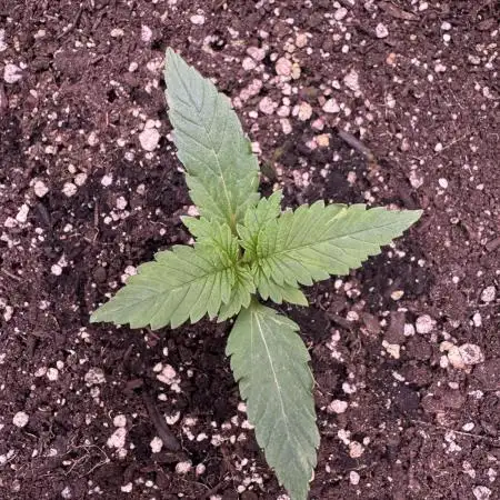 Zkittelz XL Auto - Ganja Farmer Seeds