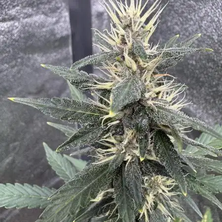 AUTO PURPLE OPIUM - Divine Seeds