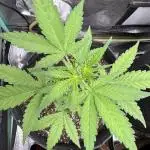 AUTO PURPLE OPIUM - Divine Seeds