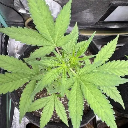 AUTO PURPLE OPIUM - Divine Seeds