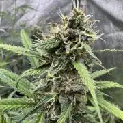 AUTO WHITE WIDOW - Divine Seeds