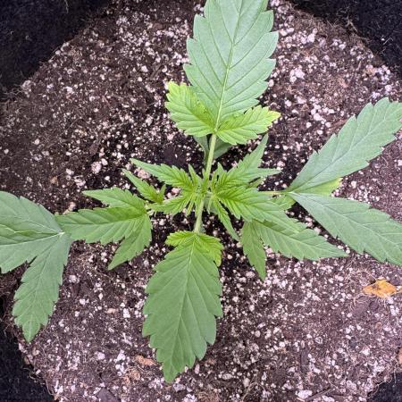 Purple Tangie Auto - Supernatural Seeds