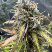 Apple Betty Auto from Herbies Seeds